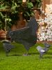 Rusted Metal Hen Family Garden Art